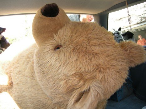Balou im Auto Balou liegend